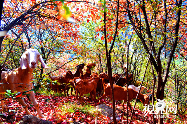 霜染紅葉 風景如畫